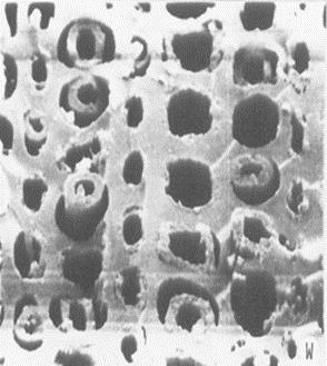 παρακάτω Α Β Γ Αλλοιωμένα κυτταρικά τοιχώματα (απόσπαση μερών του