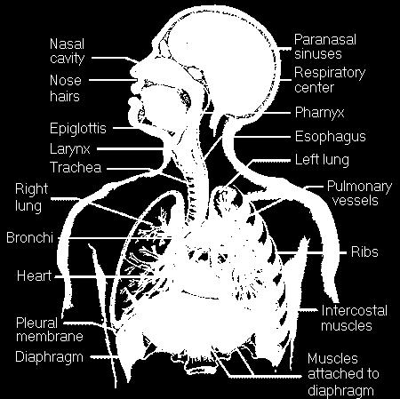 Αναπνευστικό Σύστημα ΚΝΣ (προμήκης) Περιφερικό Νευρικό Σύστημα (φρενικό ν.