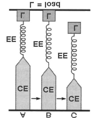 Tipuri de contracţie l i CE - element contractil; EE - element elastic