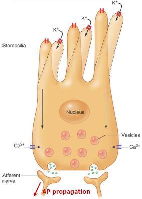Celulele paroase Sunt de doua tipuri: Celule paroase interne 3500 Celulele paroase externe 12000 Au diametrul de 8 microni Fac sinapsa cu teminatile libere ale neuronilor din ganglionul spiral Corti