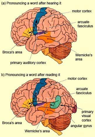 Cortexul auditiv de asociatie Asociaza diferite frecvente sonore Asociaza sunetele cu informatii din alte regiuni senzoriale Determina tiparele sonore tonale sau secventele complexe Transmit