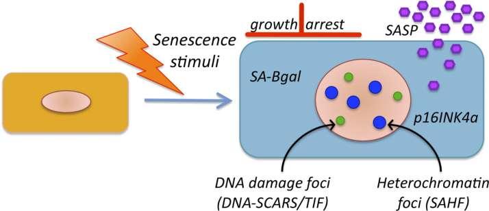 Κυτταρική γήρανση (Cellular Senescence) Senescence: senex = γήρας Η κατάσταση του κυττάρου που εξασφαλίζει την επιβίωσή του και χαρακτηρίζεται από προγραμματισμένη, παρατεταμένη