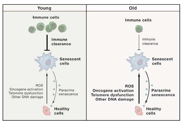 Τα γηρασμένα κύτταρα συσσωρεύονται στους ιστούς με την πάροδο του χρόνου λόγω: Αυξημένος ρυθμός παραγωγής γηρασμένων κυττάρων - μείωση μηχανισμών ομοιόστασης/επιδιόρθωσης - αδυναμία εξισορρόπησης