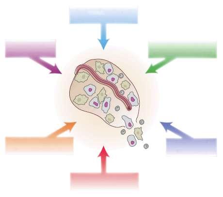 Απόπτωση - Κυτταρική Γήρανση και Καρκίνος Χαρακτηριστικά Καρκινικών Κυττάρων Αυτάρκεια σε μιτογόνα σήματα Επαγωγή