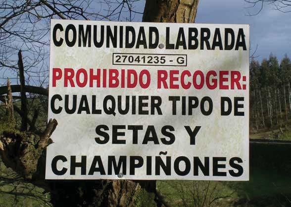 2. Aproveitamento polo recolección dos cogumelos (Acoutamento pechado): propietarios do monte poden decidir que van a ser eles os que traten de aproveitar os recursos fúnxicos que se xeran nos seus