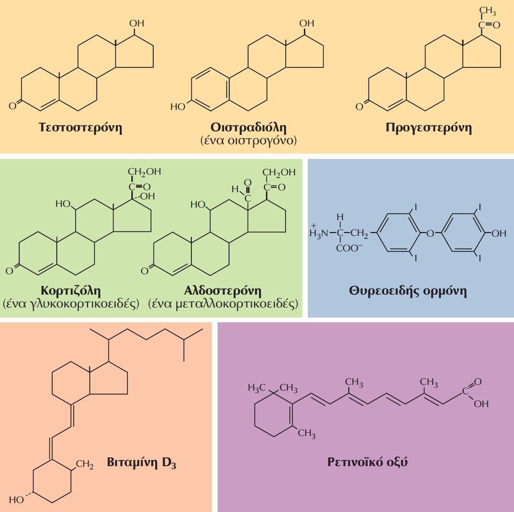 Δομές των στεροειδών ορμονών, της θυρεοειδούς ορμόνης, της βιταμίνης D3 και του ρετινοϊκού οξέος.