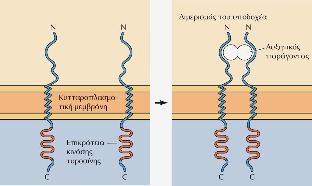 Διμερισμός και αυτοφωσφορυλίωση των υποδοχέωνπρωτεϊνικών κινασών τυροσίνης.