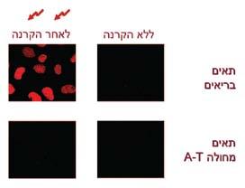 ATM המשופעל מזרחן שורה של חלבוני מטרה, גורם בכך לשינוי בפעילותם, ובעקבות זאת - לשינוי התהליכים, שבהם ממלאים חלבוני מטרה אלה תפקיד מרכזי. תמונה 5. הדגמת התגובה לנזקי דנ"א התלויה ב- ATM.