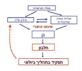 התגובה מובחנת בתאים בריאים לאחר הקרנתם, אך אינה מופיעה בתאים של חולה.A-T תמונה 6. ממחלה תורשתית לתובנות ביו- רפואיות חדשות.