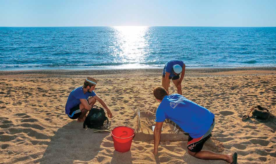 Caretta caretta & Κυπαρισσιακός Κόλπος Προσωπικό και εθελοντές του συλλόγου Αρχέλων εργάζονται πάνω από μια σημαδεμένη και αριθμημένη φωλιά.