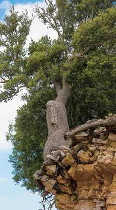 Βορειότερα, ένα χιλιόμετρο από το μικρό χωριό Αλιμάκι, συναντά κανείς το σπουδαιότερο των τριών, αυτό του Χατζή Σουμάνη (ή Κακή Σουμάνη), που κατείχε τον νευραλγικό ρόλο ένωσης της πεδινής με την