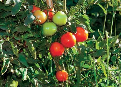 // Watermelon farms. The successful cultivation method implemented in the area, makes the Municipality of Trifylia the first area of Greece to export each year this exquisite fruit in Europe.