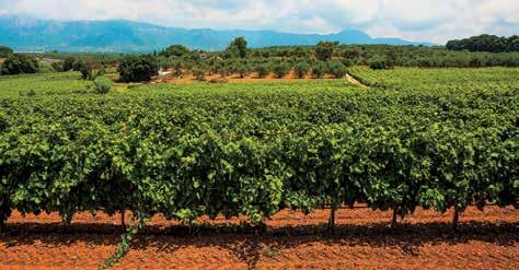 Μεγάλος αμπελώνας έξω από τη Βάλτα.// Big vineyard outside Valta. του 18ου αιώνα.