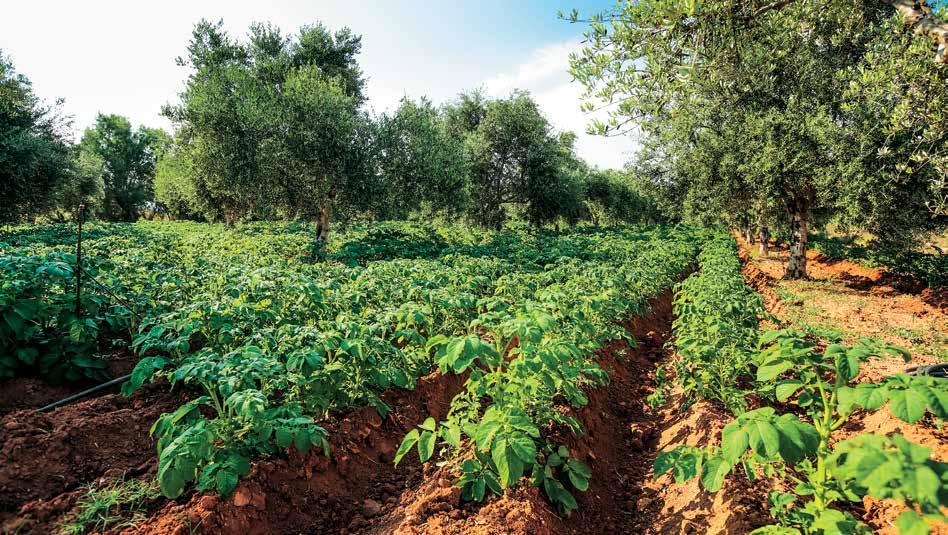 Εξίσου καλές κολυμβητικές εντυπώσεις θα αποκομίσει κανείς, κατευθυνόμενος ελαφρώς νοτιότερα της Μαραθόπολης, είτε καταλήξει στο «Μάτι» (την όνομα και πράγμα «Χρυσή Ακτή», με την July, I thought that