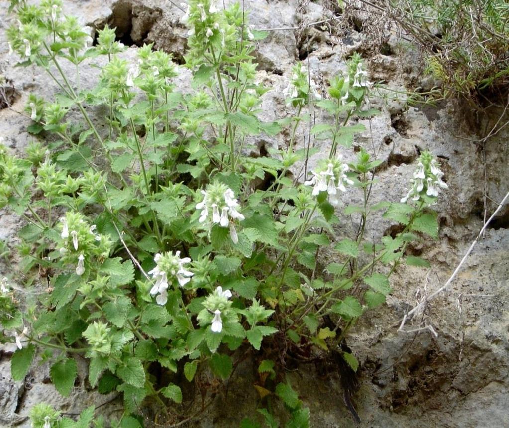 Stachys decumbens (Στάχυς ο κατακείμενος) Βαλκανικό είδος (GR,Al ), απαντάται στο Δέλτα και