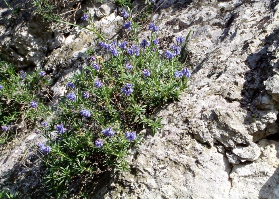 ο Moltkia petraea (Μόλτκια η πετρώδης) Ενδημικό των Βαλκανίων, και σπάνιο για την Ελλάδα.