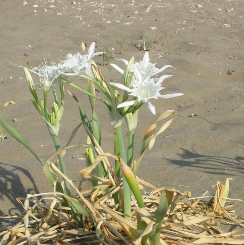 Οο Pancratium maritimum (Κρίνος της θάλασσας)