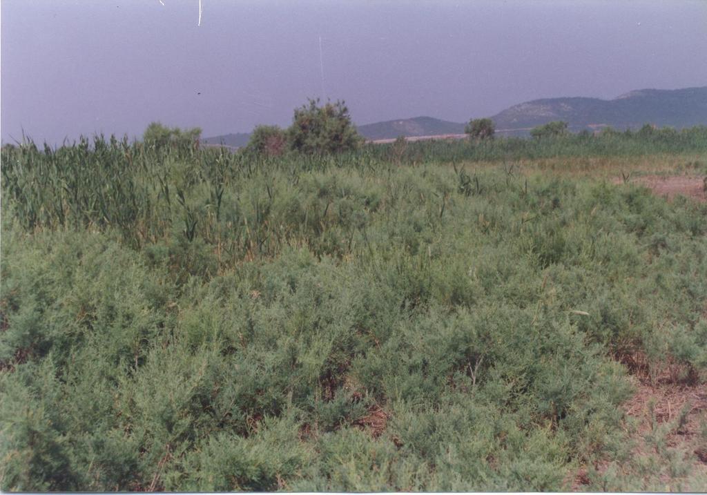 92DO21:Συστάδες με είδη Tamarix της Αν.
