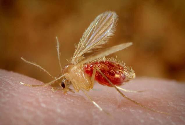 Εικόνα 4: Η σκνίπα-φορέας της Leishmania που ανήκει στο γένος Phlebotomus. Οι σκνίπες είναι µικρές σε µέγεθος µε µήκος σώµατος που σπάνια ξεπερνά τα 3 mm. (Εικ.
