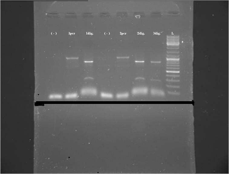 1 2 3 4 5 6 7 8 1000 bp 500 bp Εικ. 11 Στο πρώτο και τέταρτο πηγαδάκι έχουµε το αποτέλεσµα αρνητικών µαρτύρων. Το υλικό αυτό προέρχεται από σκύλους οι οποίοι δεν είχαν µολυνθεί από το παράσιτο.