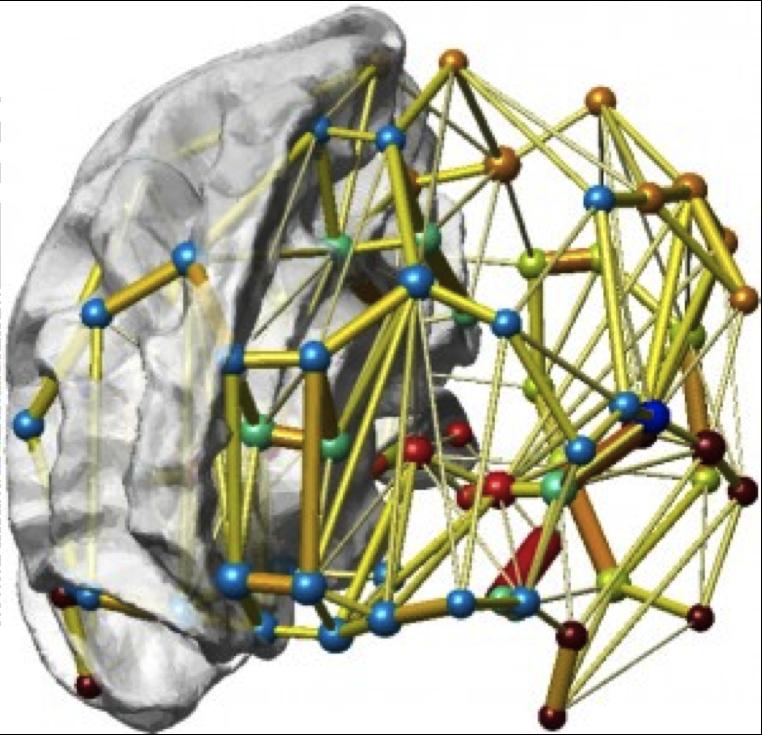 To Δίκτυο Βασικής Λειτουργίας Ελαττωμένη δραστηριότητα κατά τη διάρκεια κοινωνικών δράσεων σε διάφορες εγκεφαλικές περιοχές: μέσος προμετωπιαίος φλοιός (mpfc), αμυγδαλή, νήσος του εγκεφάλου, γωνιώδης