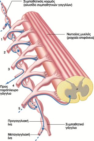 Γάγγλια του Συμπαθητικού ΝΣ Τα γάγγλια του ΣΝΣ