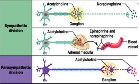 Νευροδιαβιβαστές και Υποδοχείς του Αυτόνομου ΝΣ Νευροδιαβιβαστές Υποδοχείς Προγαγγλιακές ίνες : Ακετυλοχολίνη è Νικοτινικοί Μεταγαγγλιακές ίνες: Ακετυλοχολίνη