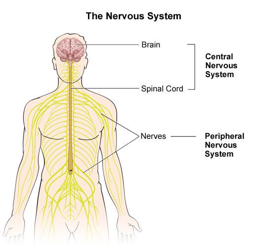 Nευρικό σύστημα Κεντρικό Νευρικό Σύστημα