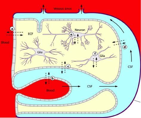 Διαμερίσματα εξωκυττάριου υγρού στο ΚΝΣ Πλάσμα αίματος -αγγεία - 70 ml Εγκεφαλικό ECF- γύρω από νευρώνες και κύτταρα γλοίας- 250 ml