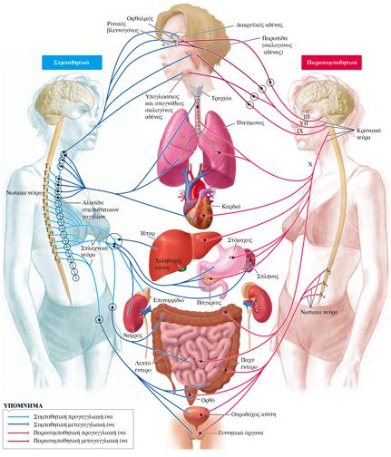 Αυτόνομο νευρικό σύστημα (ΑΝΣ) Νεύρωση όλων των ιστών, εκτός από τους σκελετικούς μυς καρδιά λείοι μύες αγγείων και σπλάχνων αδένες λιπώδης ιστός