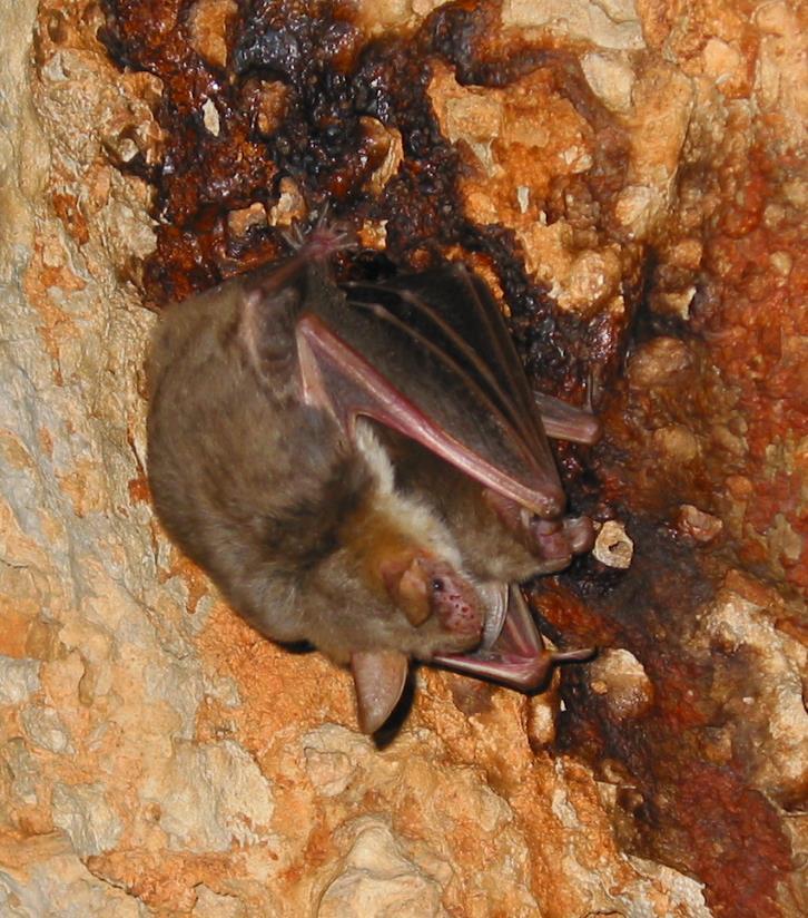 Myotis blythii Συγκεντρώνονται στα σπήλαια μεγάλου υψομέτρου
