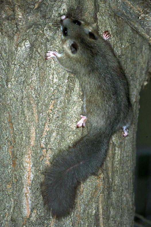 Μυωξός Glis glis Στη ζώνη 800-1000 μέτρων