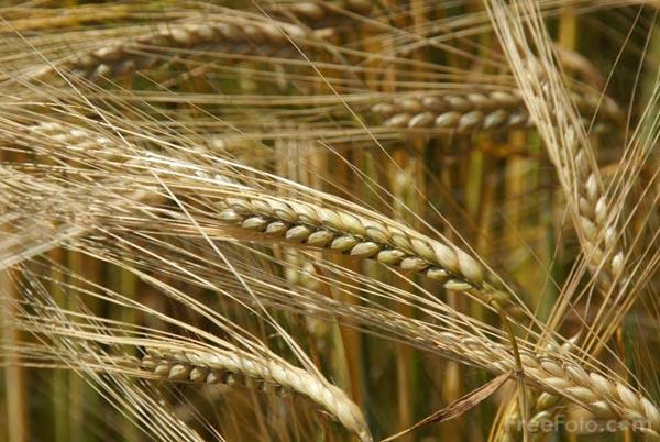 dk/isi/starch/barley.asp) 1.2.3 Απαιτήσεις αύξησης και ανάπτυξης Η ελάχιστη θερμοκρασία στην οποία βλαστάνει το κριθάρι είναι 3-4 o C.