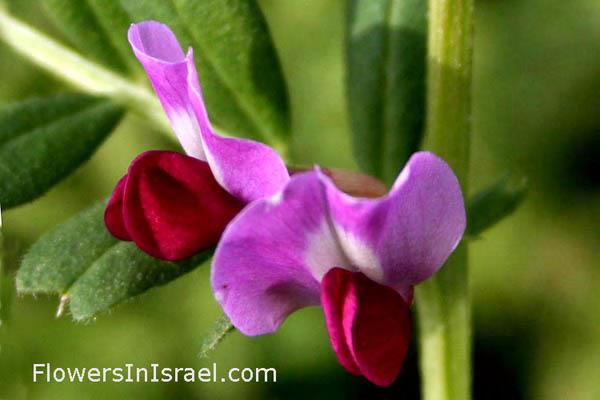 Εικόνα 6: Άνθος Vicia sativa ( http://www.flowersinisrael.com/viciasativa_page.htm ) 1.5.3 Απαιτήσεις αύξησης και ανάπτυξης Ο βίκος είναι φυτό των δροσερών κλιμάτων.