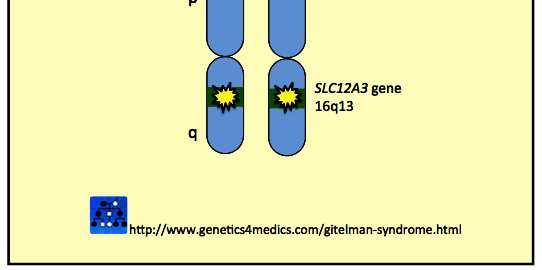 Molecular cloning, expression pattern and chromosomal localisation of the human Na-Cl thiazide-sensitive