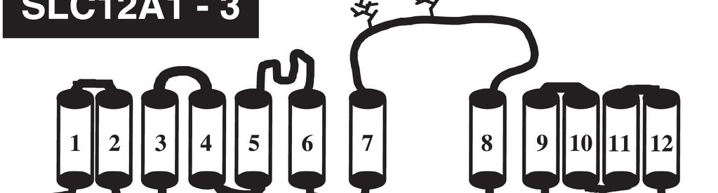 Gitelman s variant of Bartter s syndrome, inherited hypokalaemic alkalosis, is caused by mutations in the