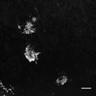 Scale bar, 10µm.