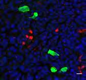 10 0 3 ALI DAY 6 GFP