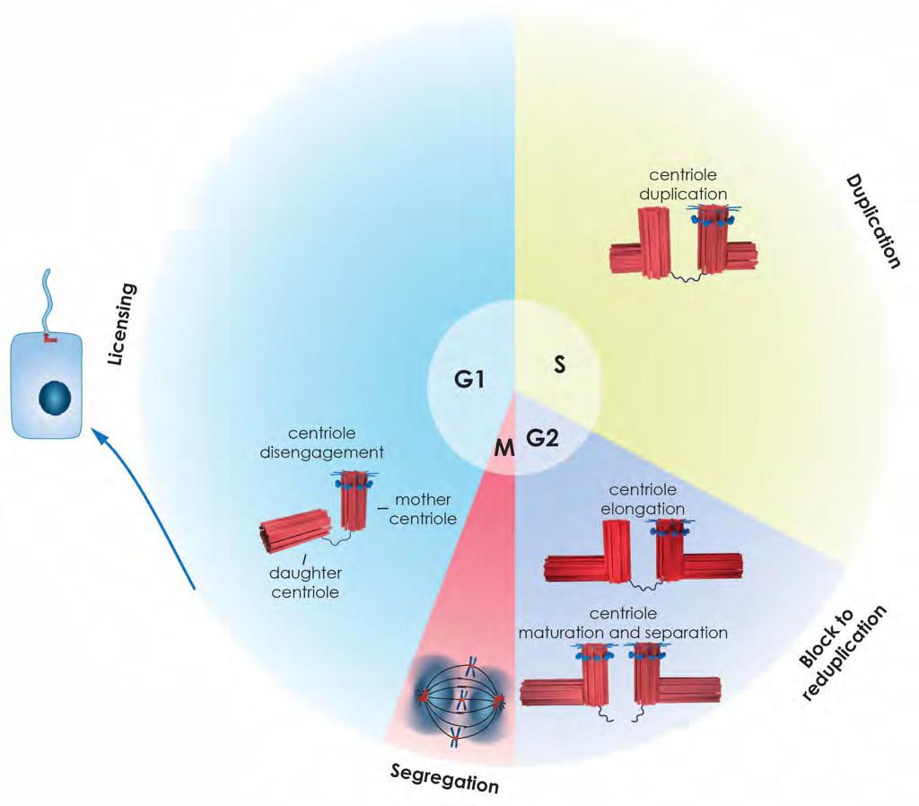 1. ΕΙΣΑΓΩΓΗ κύκλου (Εικόνα 1.4) (Firat-Karalar & Stearns, 2014; Fu et al, 2015; Gonczy, 2012).