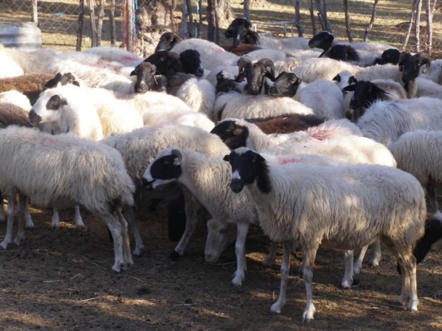 Έχουν κοπάδια από πρόβατα κατσίκες και χοόρους από τα οιποία κατασκευάζουν χαλούμια, γιαούρτια, τραχανά παστά και λουκάνικα.