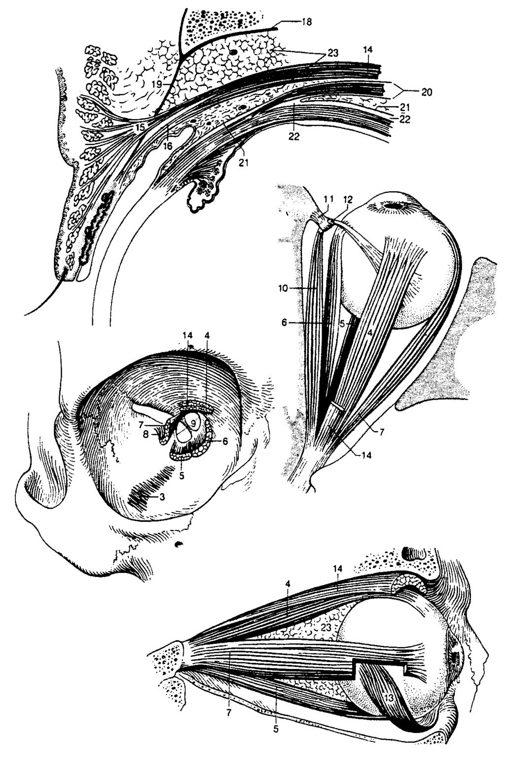 uložený v očnici); 8 pars intraocularis (úsek zrakového ne