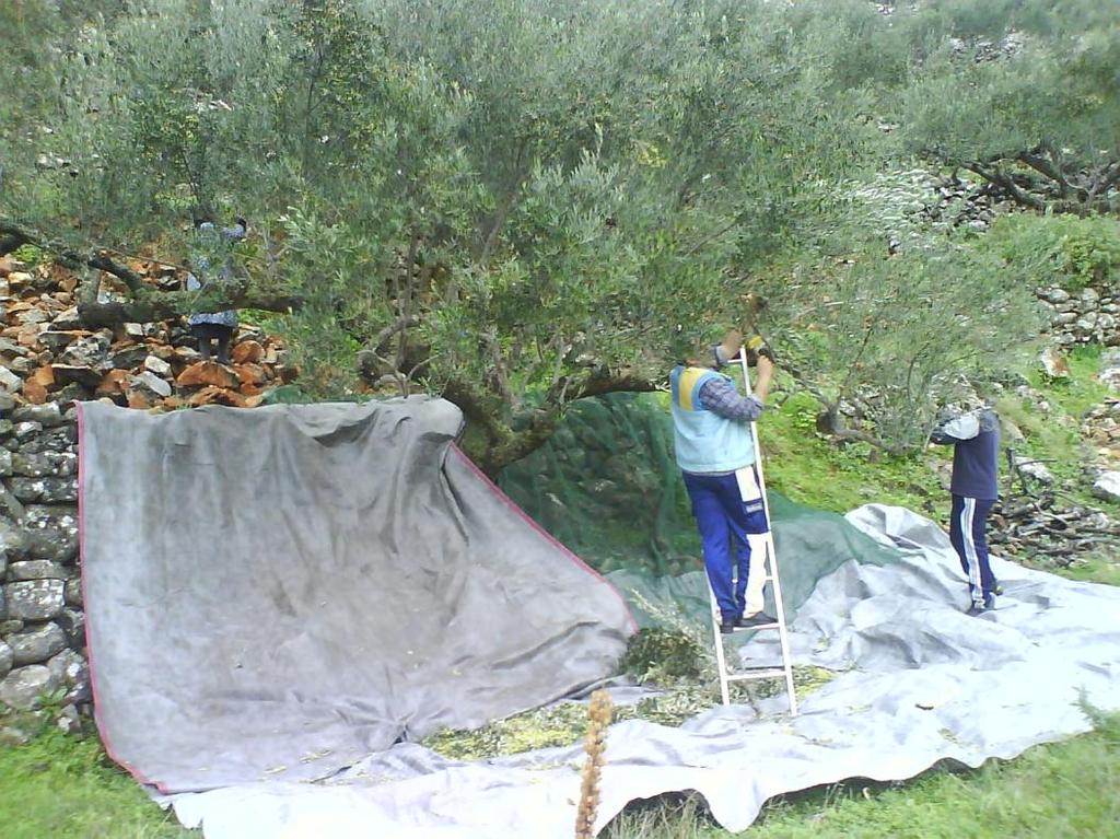 ΠΑΥΗΑΝΗΚΑ