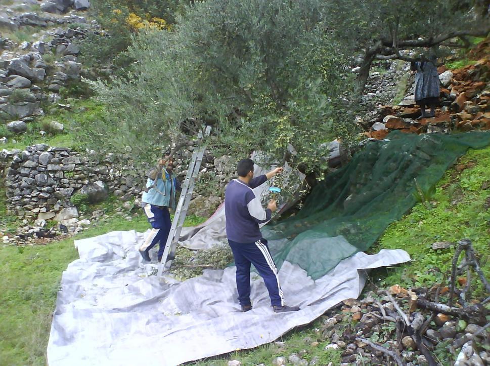 Δικόνα 33 - ΛΗΟΜΑΕΔΜΑ Δικόνα 34