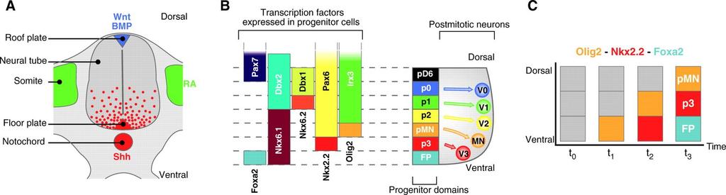 The ventral gradient of Shh activity controls position identity by regulating the expression, in neural progenitors, of a set of transcription factors.