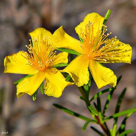 St John s Wort Αμςικαςαθλιπςική hyperforin Induction of