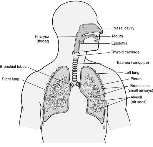 DIŠNI SUSTAV - pluća i sustav cijevi povezuju mjesta izmjene plinova s okolišem - dva područja dišnog sustava: a) provodni dio nosna šupljina, nosni dio ždrijela, grkljan, dušnik, bronhi, bronhioli i
