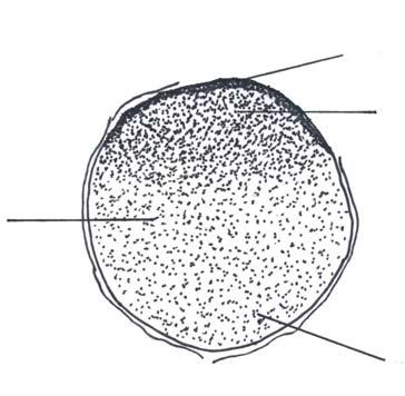 manjih stanica na animalnom polu (sl. D,E) - rani embrio koji ima između 16 i 64 stanice naziva se morula (morula lat. dud) (sl.