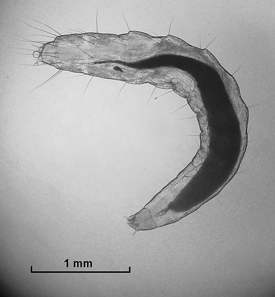Rochalimae σαν αίτια της ΝΕΟΓ 1991, Brenner et al: ο μικροργανισμός καλλιεργήθηκε και απομονώθηκε και ονομάστηκε Afipia felis 1992: το μικρόβιο Rochalimaea henselae απομονώθηκε από