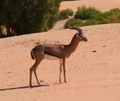 التنوع البيولوجي 7.