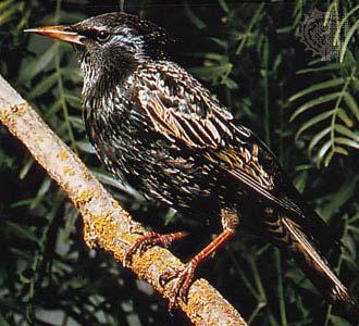 Silvostepa ocupa culmile si podurile interfluviale mai inalte (100-150 m), in Podisul Babadag, Dealurile Tulcei, S Podisului Niculitel, Podisul Casimcei: stejar pufos (Quercus pubescens), stejar